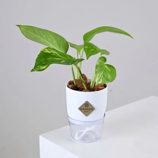 نبتة البوتس في اصيص صغير ذاتي الري ابيض