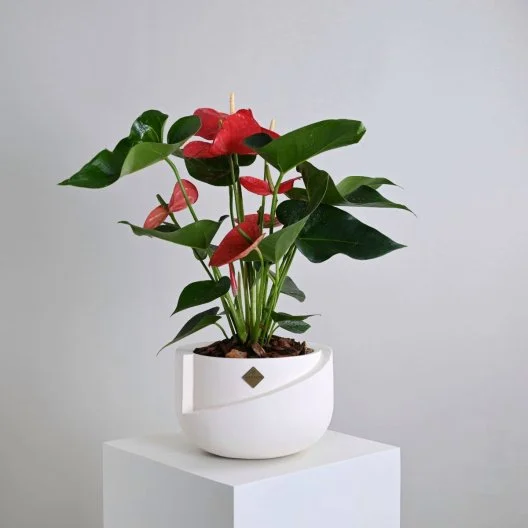 نبات انثوريوم ازهار حمراء 