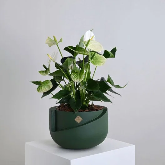 نبات انثريوم ابيض فاخر