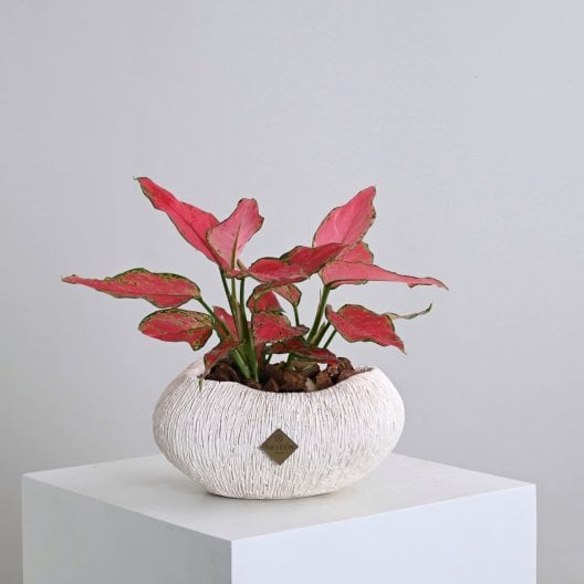 نبات اجلاونيما | فازة أبيض