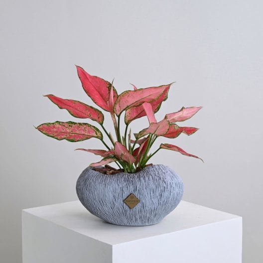 نبات اجلاونيما | فازة رمادي