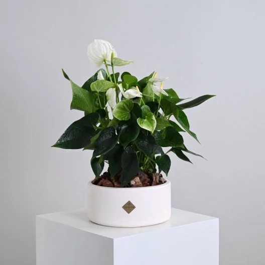 نبات انثريوم ابيض ثمين