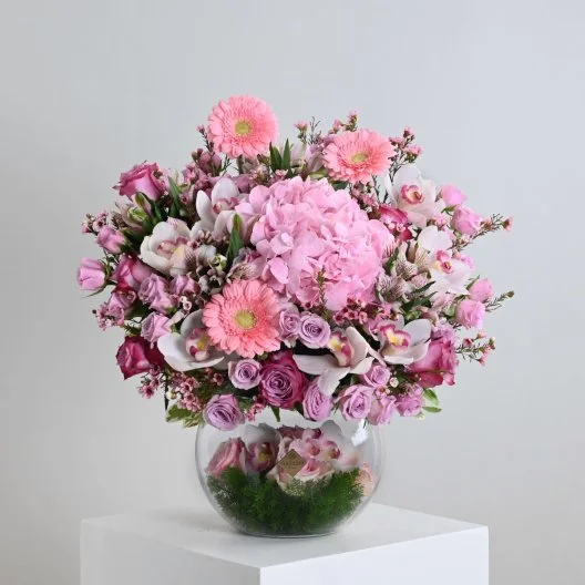 فازة لوليانا