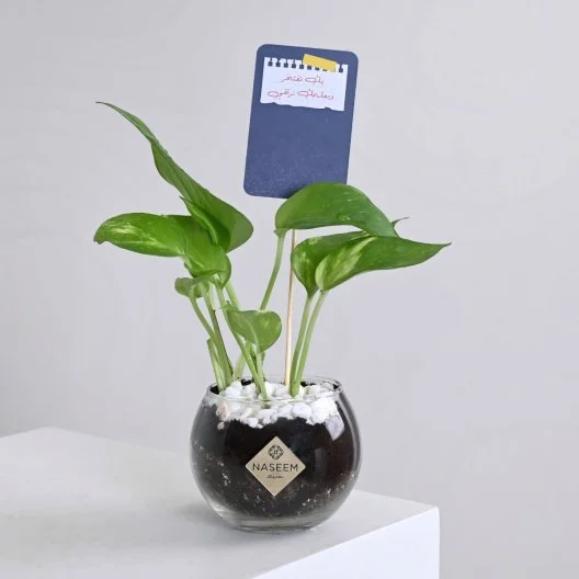 Pothos Plant for Teacher