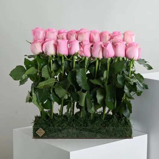 Pink rose distributions