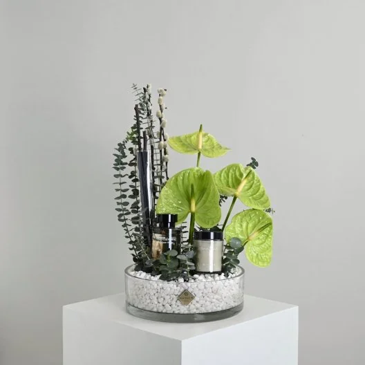 Freshener set with anthurium rose