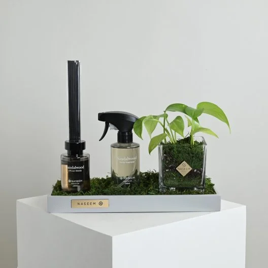 Unique Gift | Plant & Incense