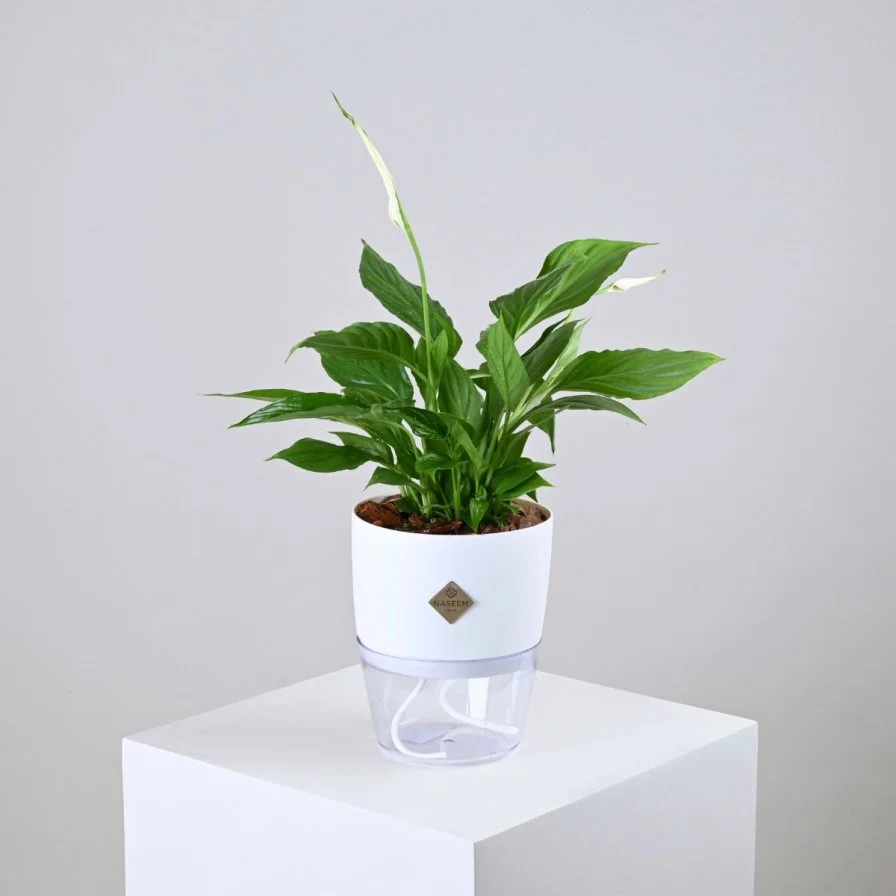 White Peace Lily in White Self-Watering Pot