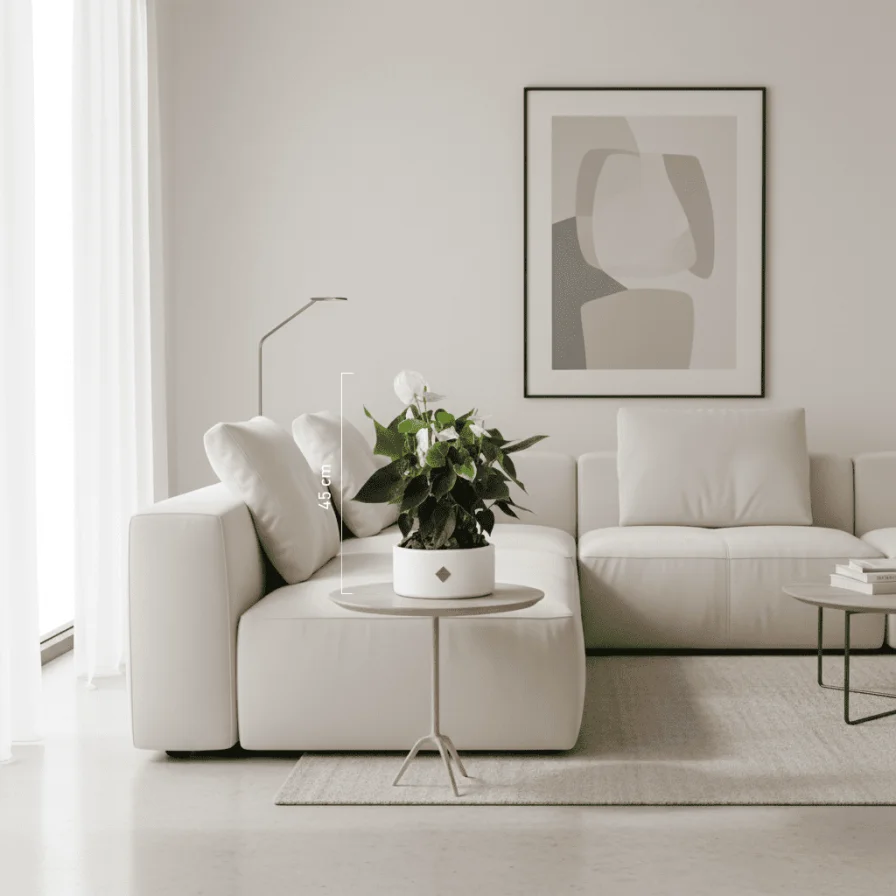 نبات انثريوم ابيض ثمين