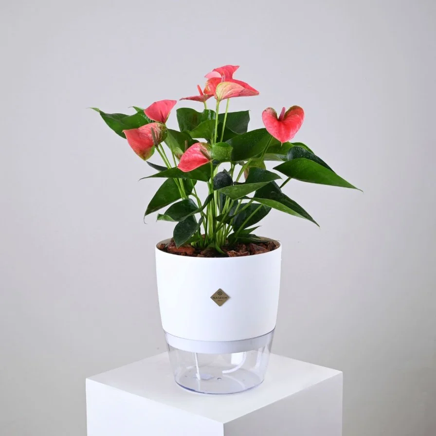 Pink Anthurium in White Self-Watering Pot