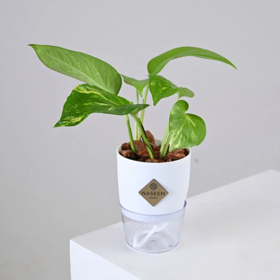 نبتة البوتس في اصيص صغير ذاتي الري ابيض