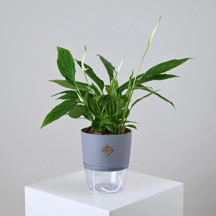 White Peace Lily in Grey Self-Watering Pot