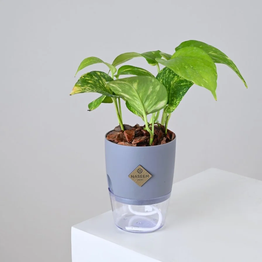 Pothos Plant in Large Grey Self-Watering Pot