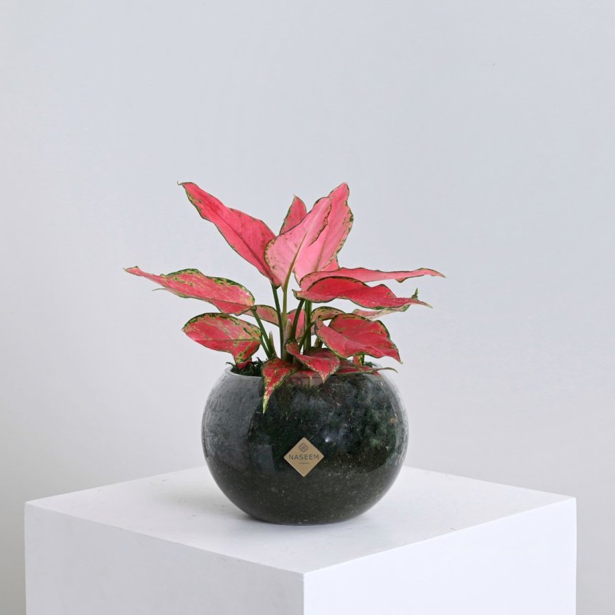 نبات اجلاونيما | فازة زجاجية