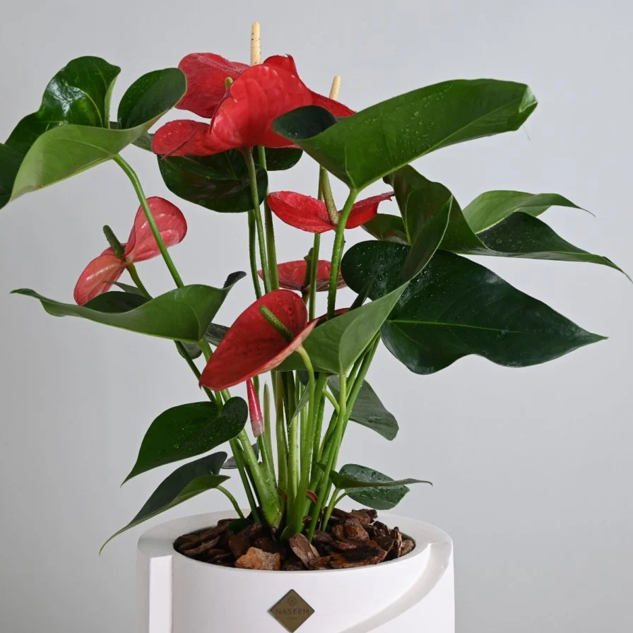 نبات انثوريوم ازهار حمراء 