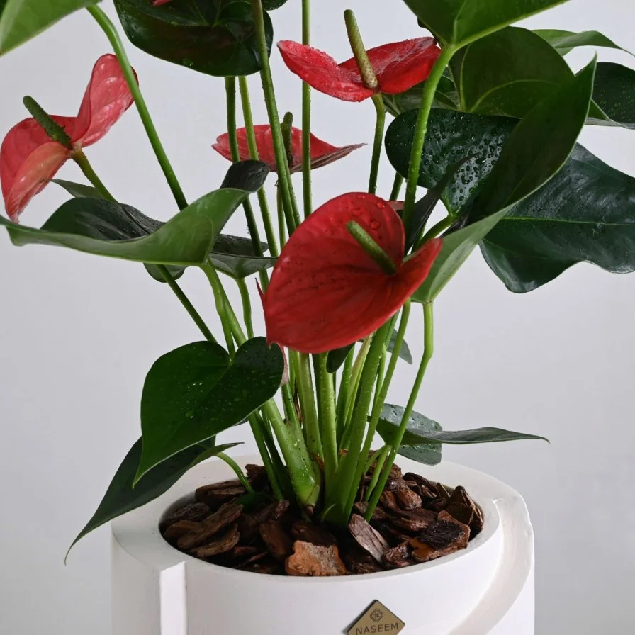 نبات انثوريوم ازهار حمراء 