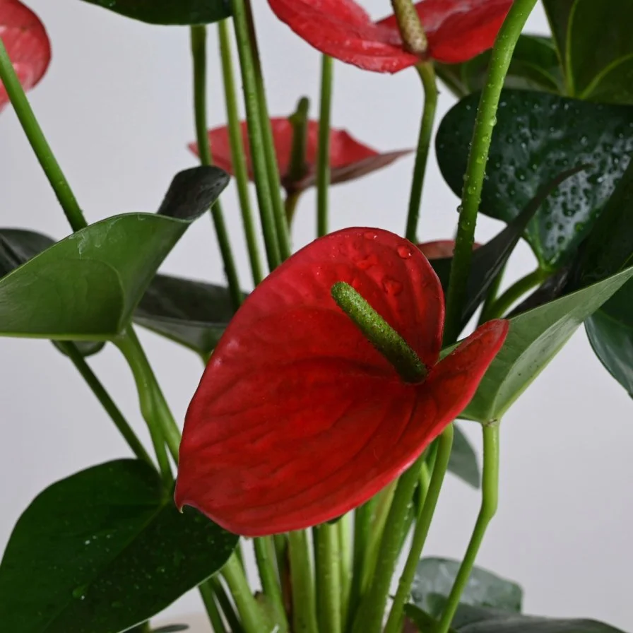 نبات انثوريوم ازهار حمراء 