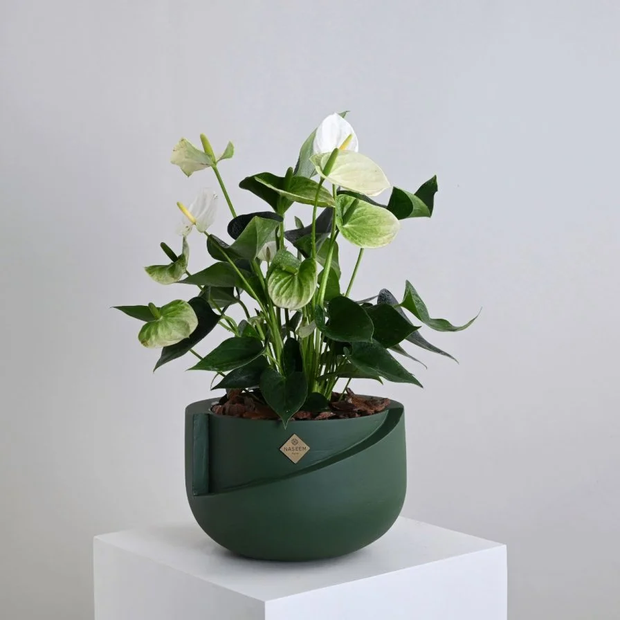 نبات انثريوم ابيض فاخر