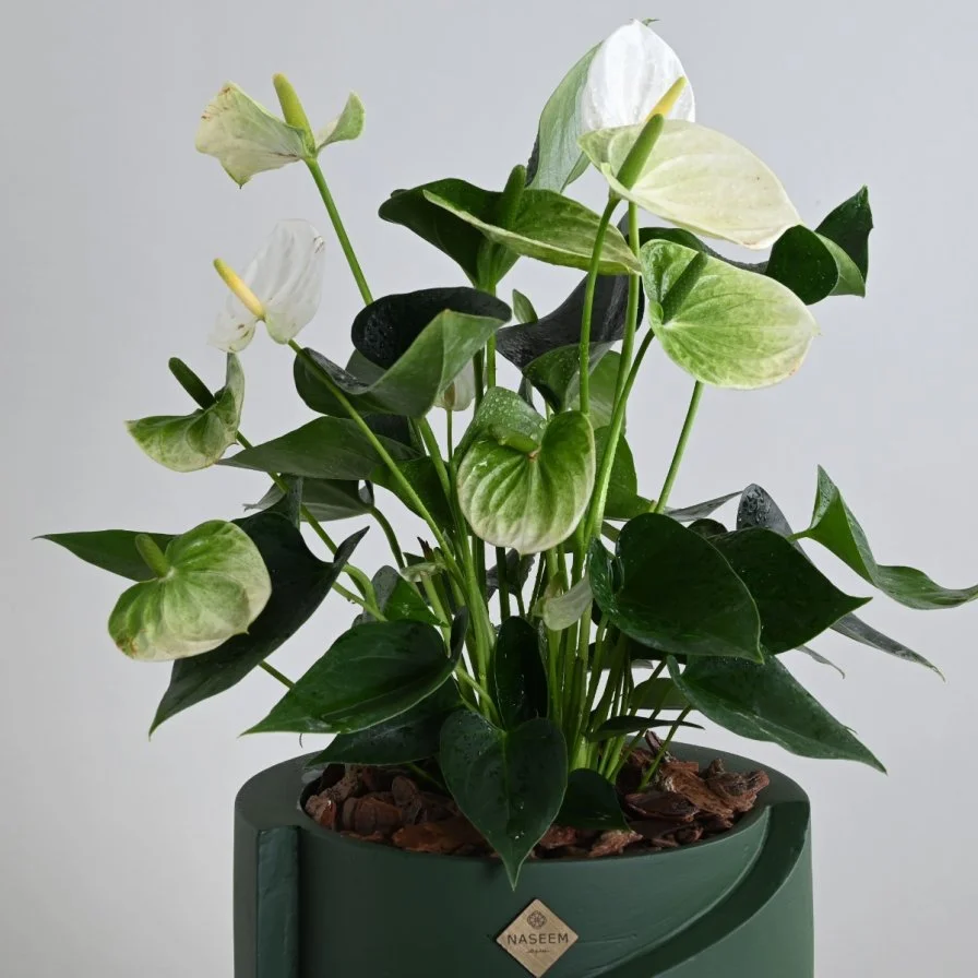 نبات انثريوم ابيض فاخر