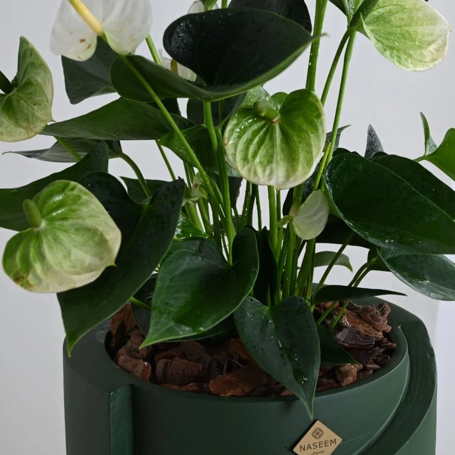 نبات انثريوم ابيض فاخر