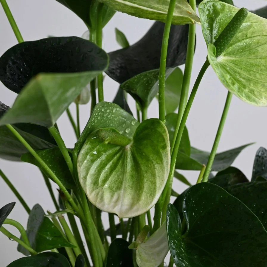 نبات انثريوم ابيض فاخر