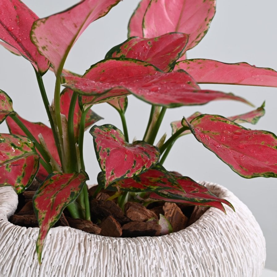 نبات اجلاونيما | فازة أبيض