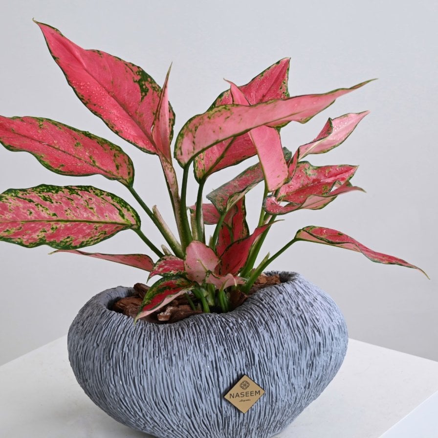 نبات اجلاونيما | فازة رمادي