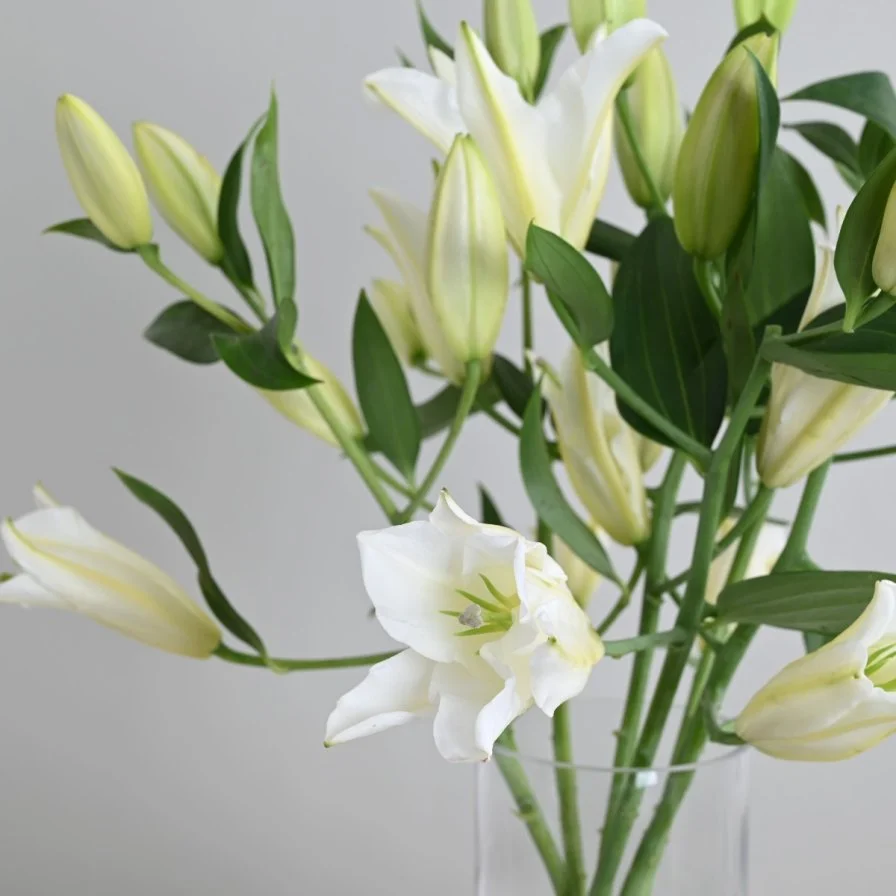 اشتراك كازابلانكا