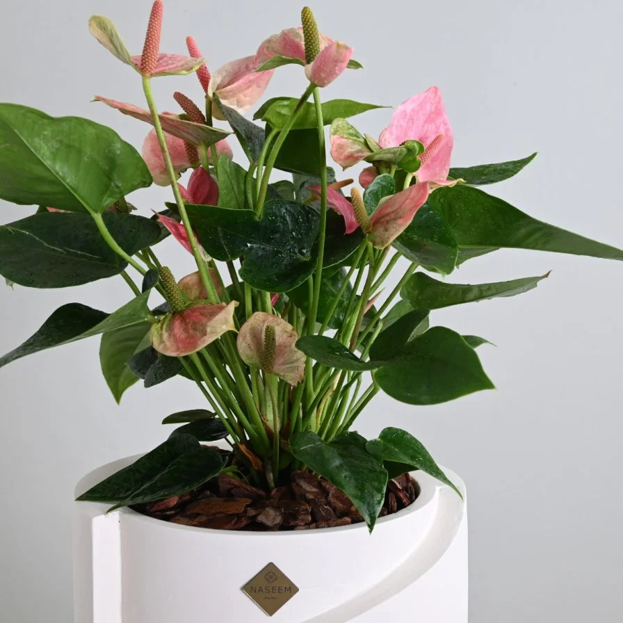 نبات انثيروم وردي