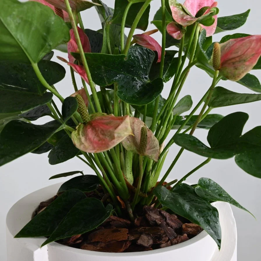 نبات انثيروم وردي