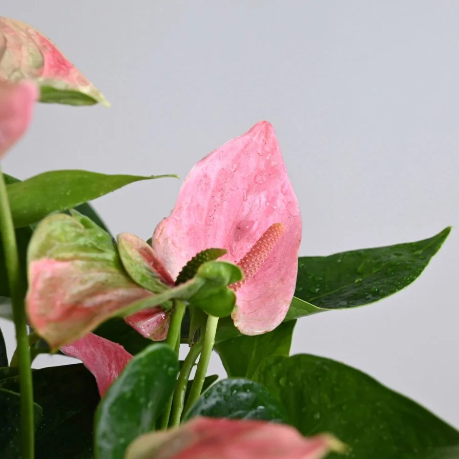 نبات انثيروم وردي