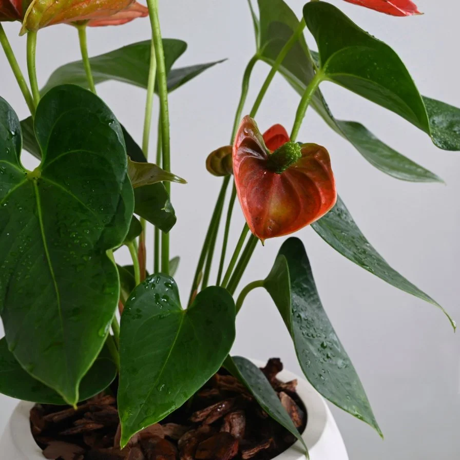 نبات انثوريوم ازهار حمراء 