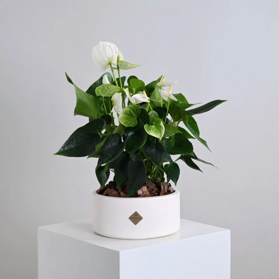 نبات انثريوم ابيض ثمين