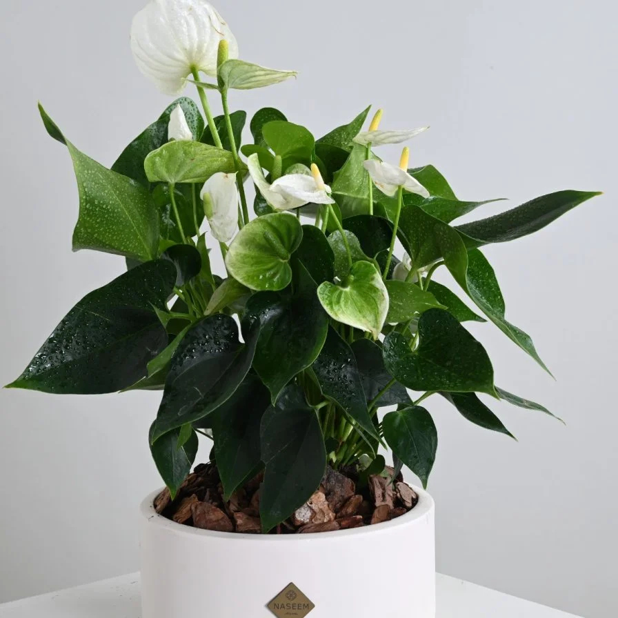 نبات انثريوم ابيض ثمين