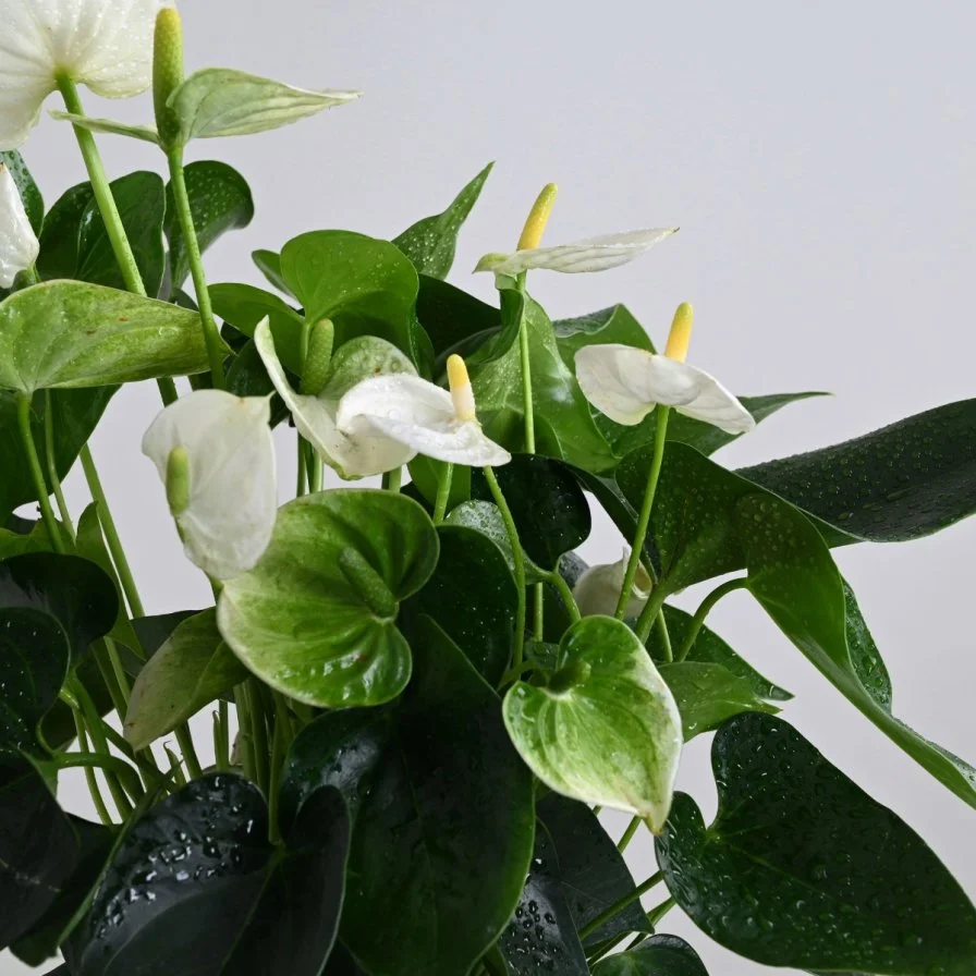 نبات انثريوم ابيض ثمين