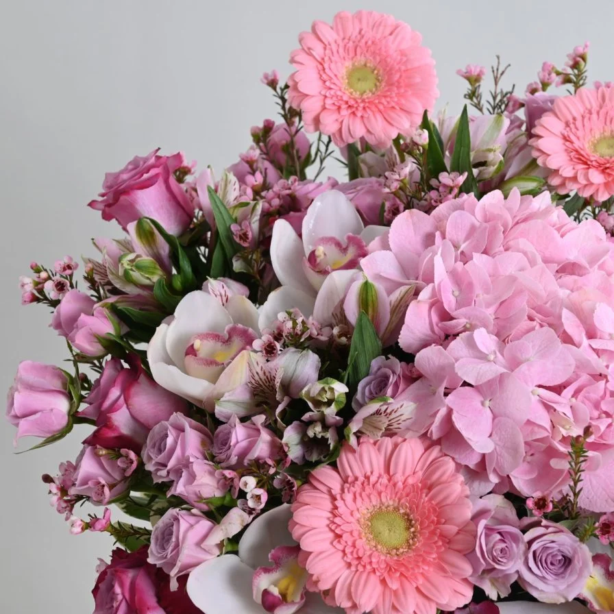 فازة لوليانا