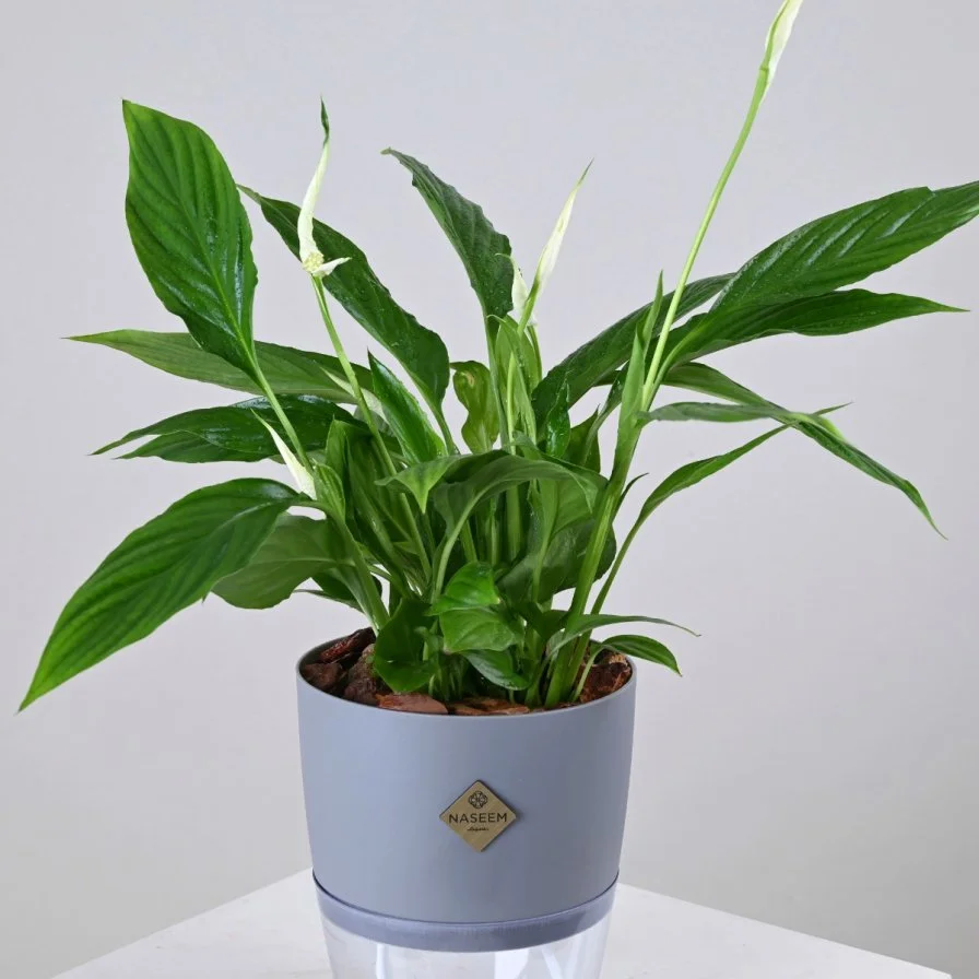White Peace Lily in Grey Self-Watering Pot