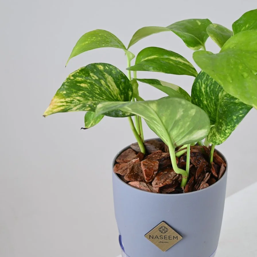Pothos Plant in Large Grey Self-Watering Pot