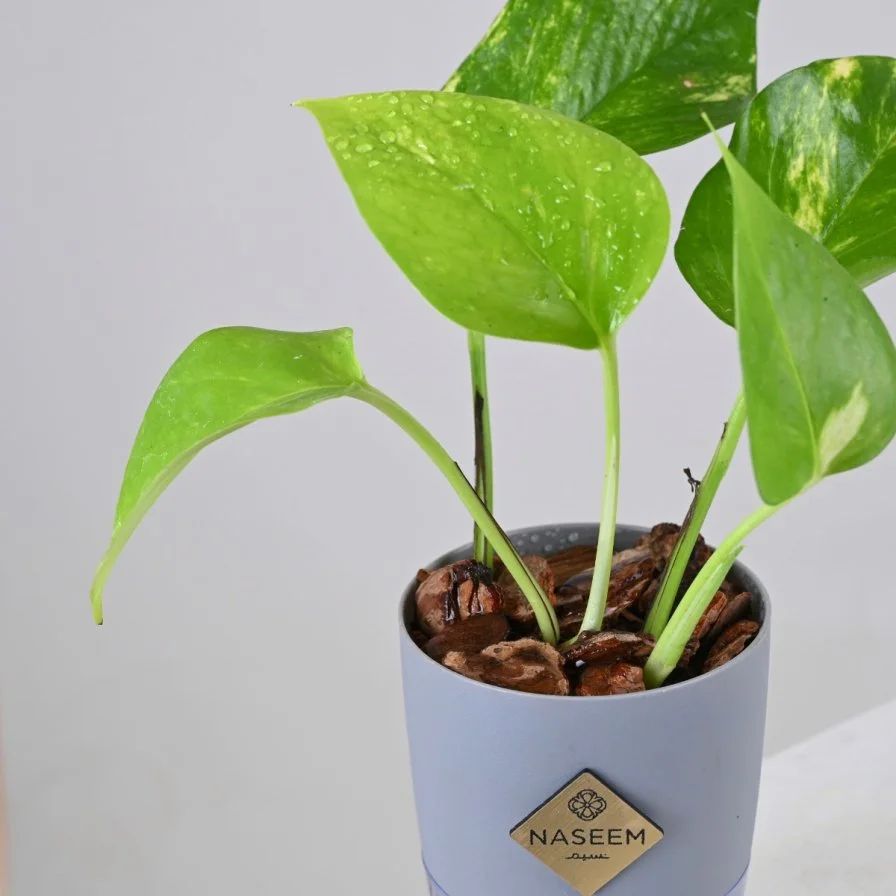 نبتة البوتس في اصيص صغير ذاتي الري رمادي