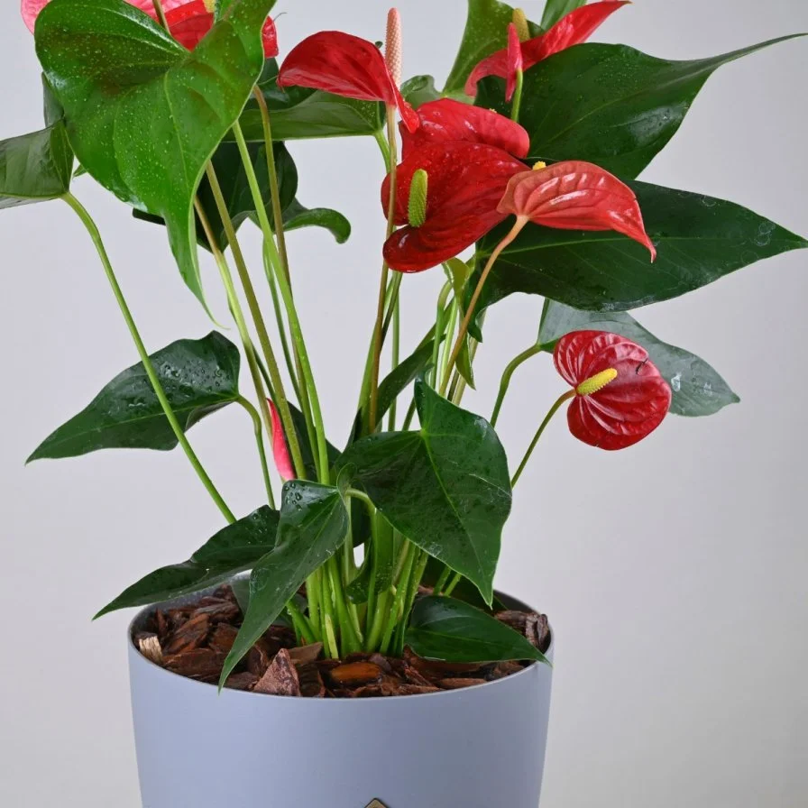 نبتة الانتريوم الحمراء في اصيص ذاتي الري ابيض