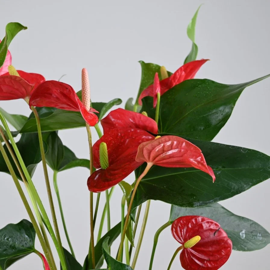 نبتة الانتريوم الحمراء في اصيص ذاتي الري ابيض