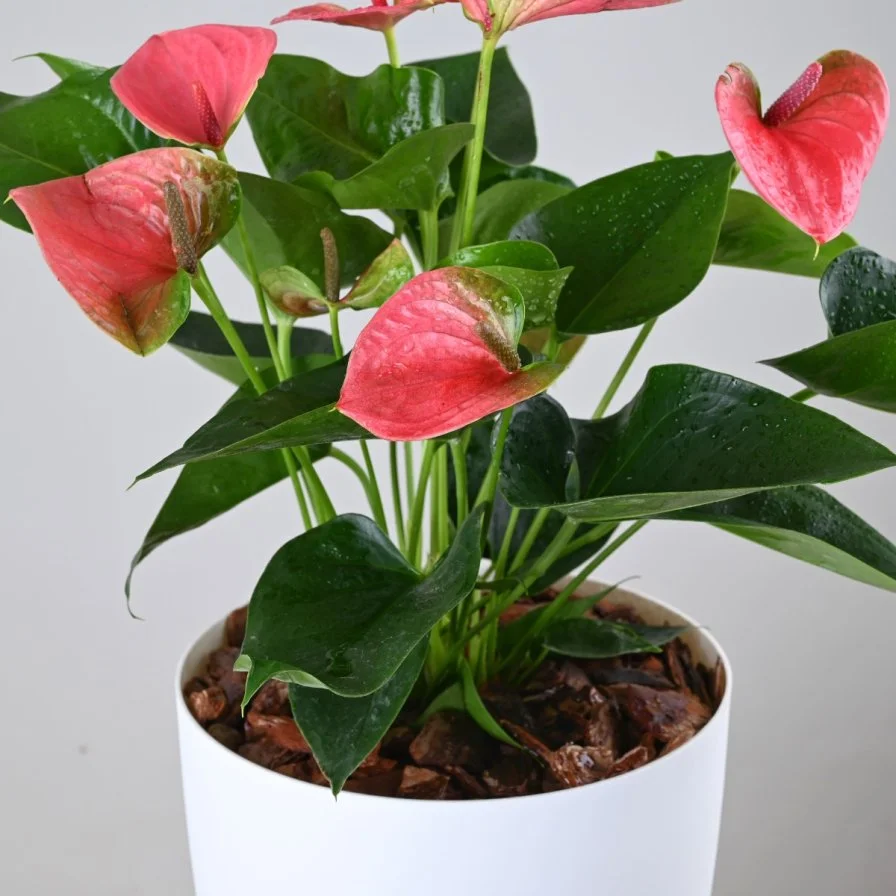 Pink Anthurium in White Self-Watering Pot
