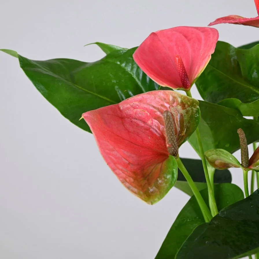 Pink Anthurium in White Self-Watering Pot