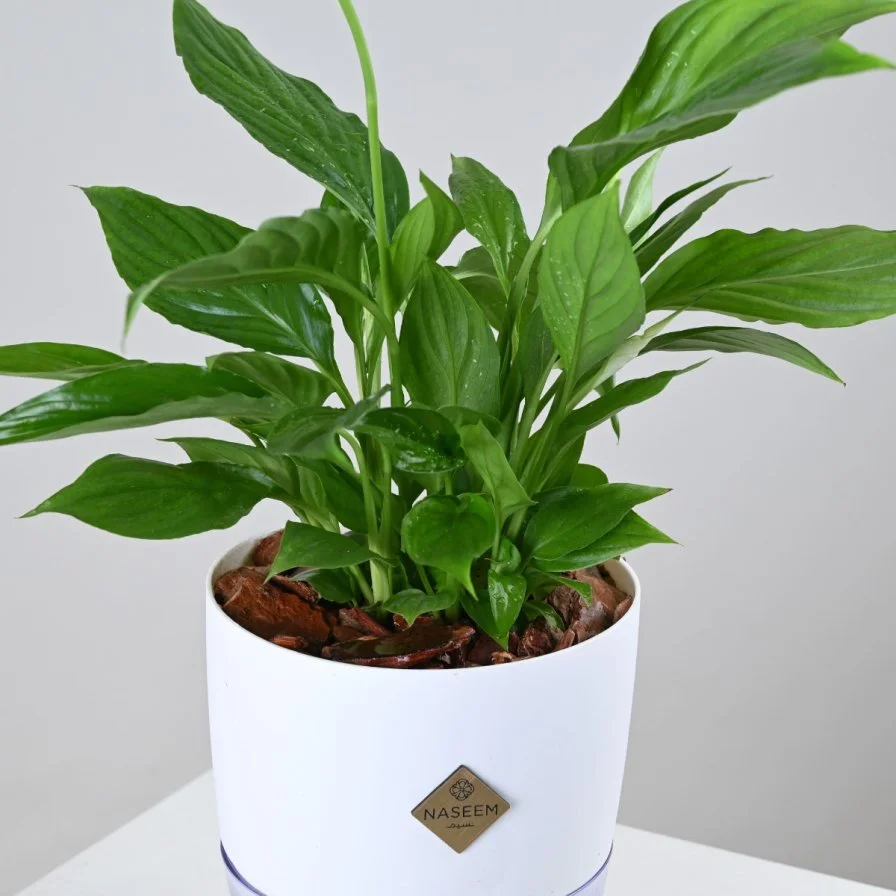 White Peace Lily in White Self-Watering Pot