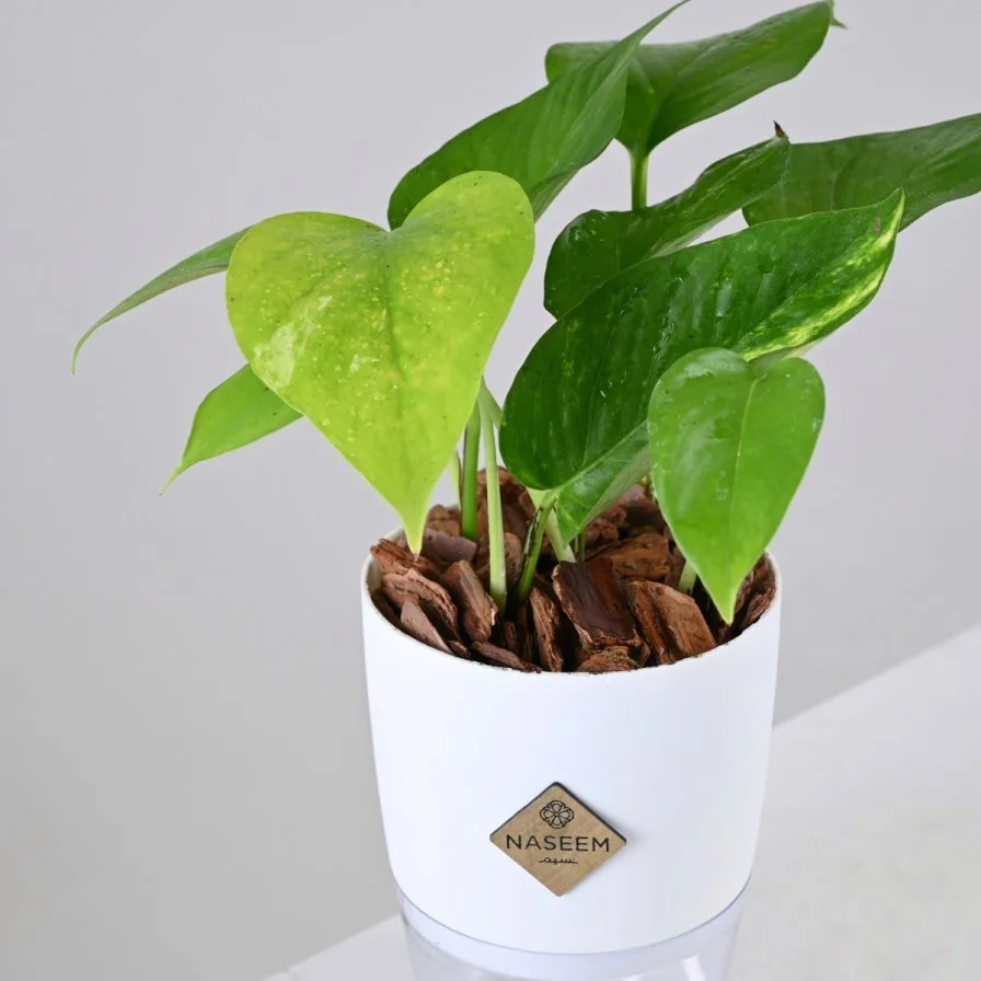 نبتة البوتس في اصيص كبير ذاتي الري ابيض