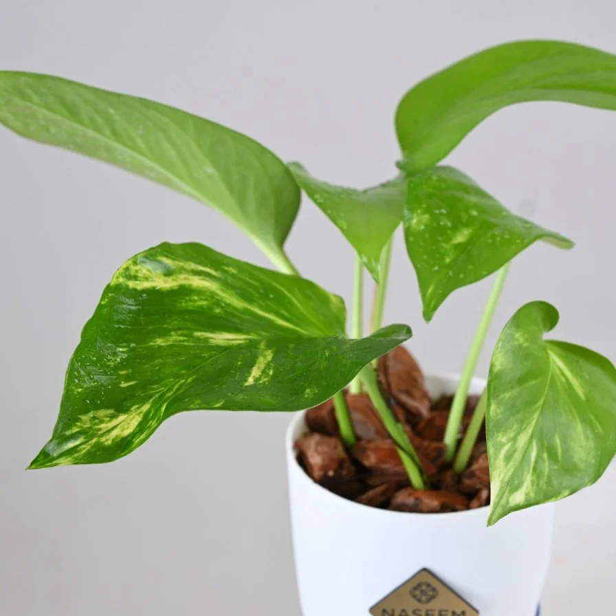 نبتة البوتس في اصيص صغير ذاتي الري ابيض