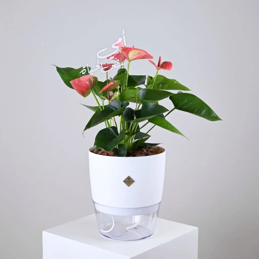 Anthurium Plant | My Mom, the Pulse of Life