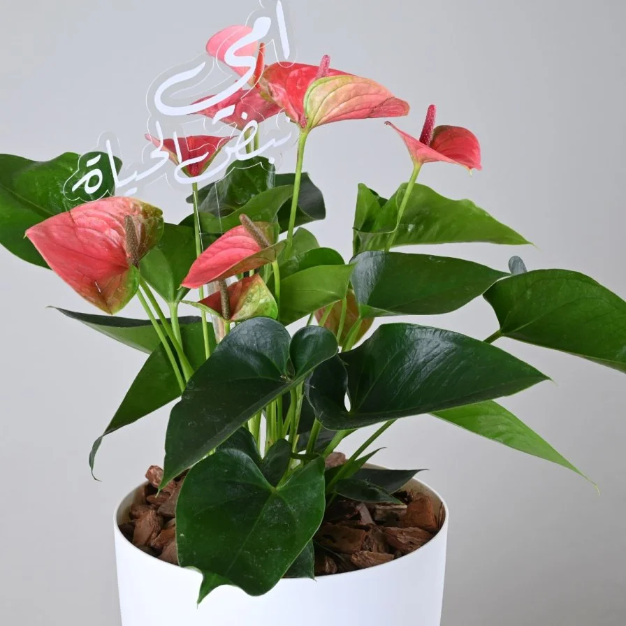 Anthurium Plant | My Mom, the Pulse of Life