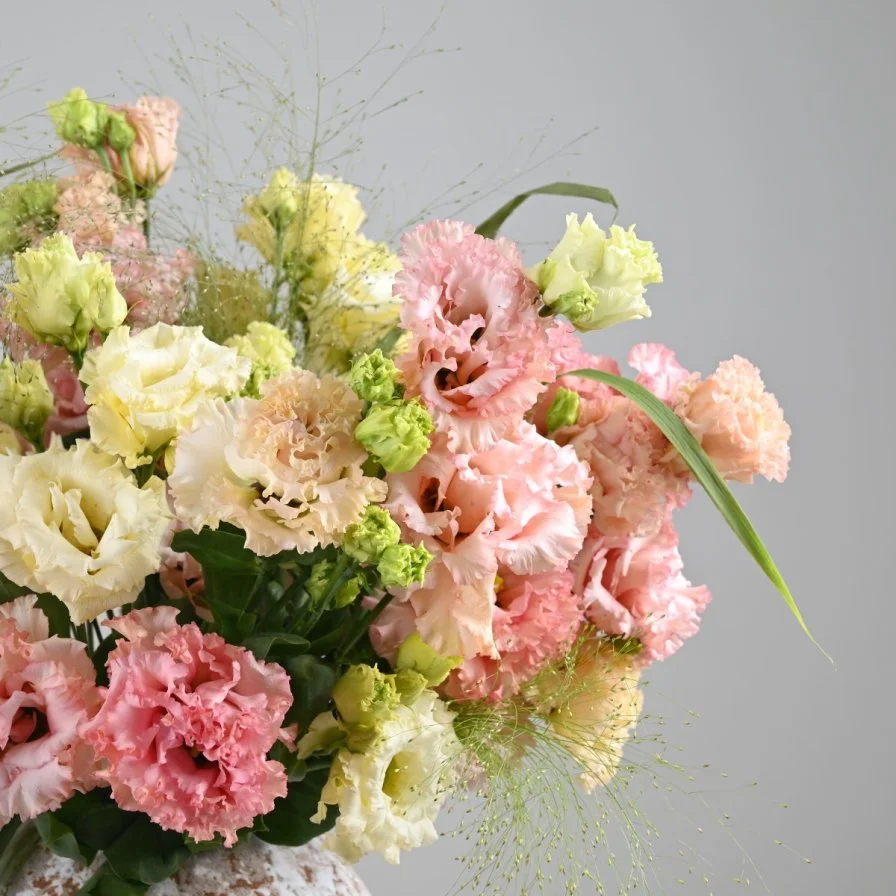 فازة تناغم الاستوما