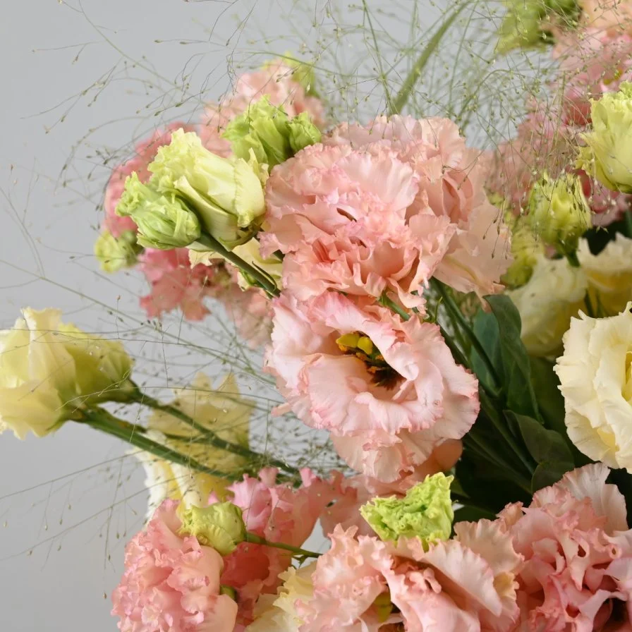 فازة تناغم الاستوما